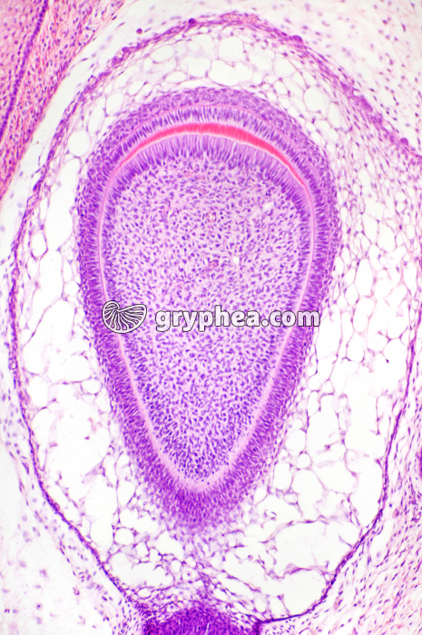Germe dentaire x40 - gryphea.org